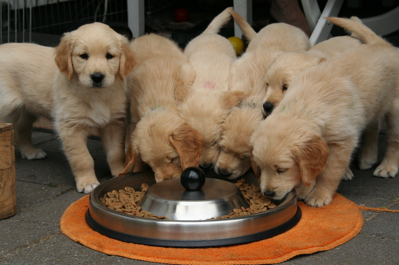 Is Puppy Food Different From Adult Dog Food?