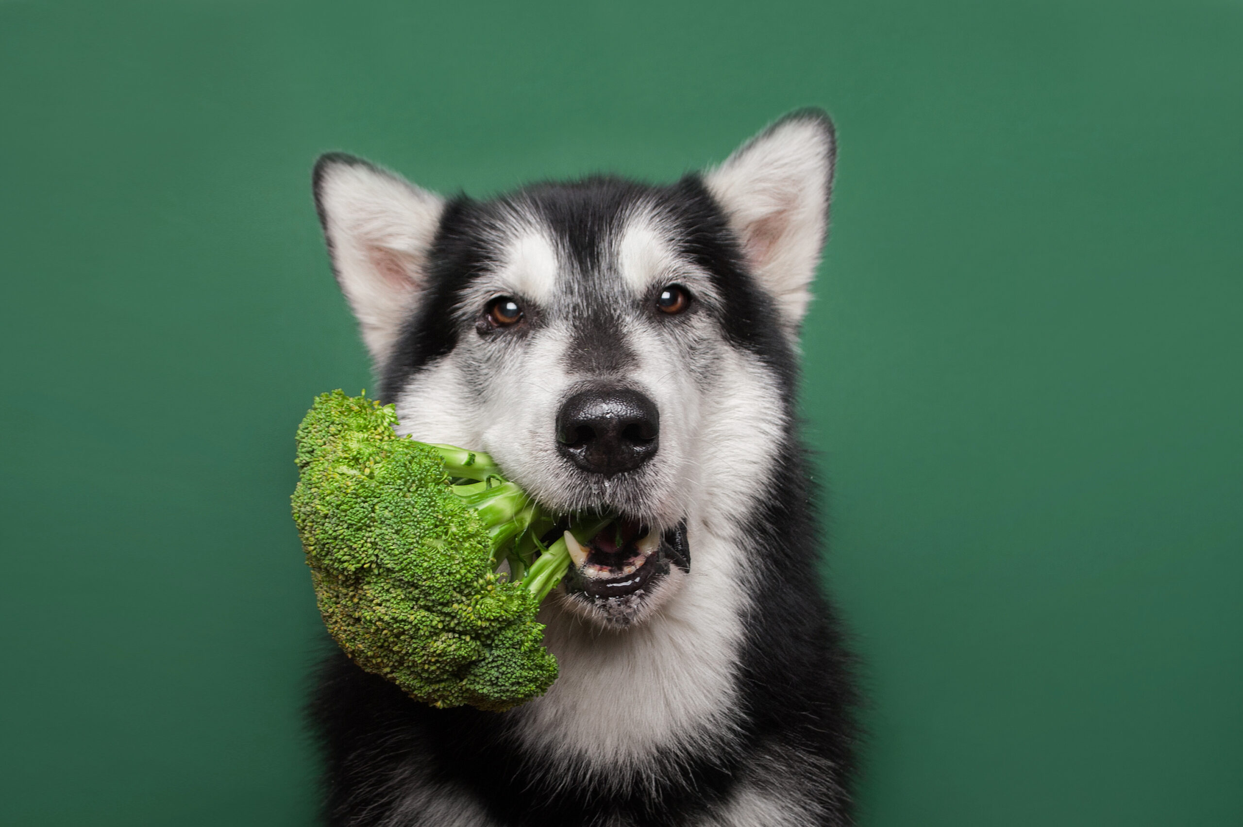 Why Fresh is Best: Gourmet Pet Chef Explains the Benefits of Fresh Cooked Meals for Your Beloved Dog