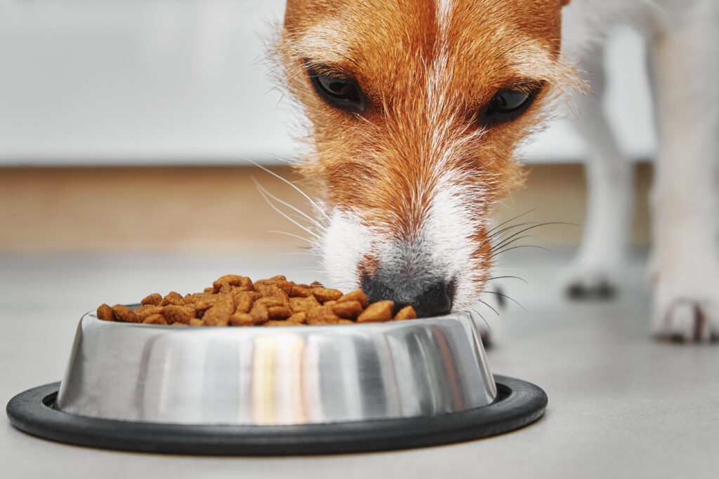 dogs with food sensitivities