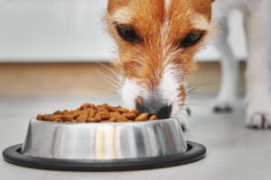 Gourmet Pet Chef Kibble: The Nutritious and Delicious Solution for Dogs with Food Sensitivities or GI Problems