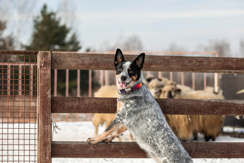 From Farm to Bowl: Gourmet Pet Chef's Organic Chicken Kibble Provides Nutritious and Delicious Meals for Your Pup