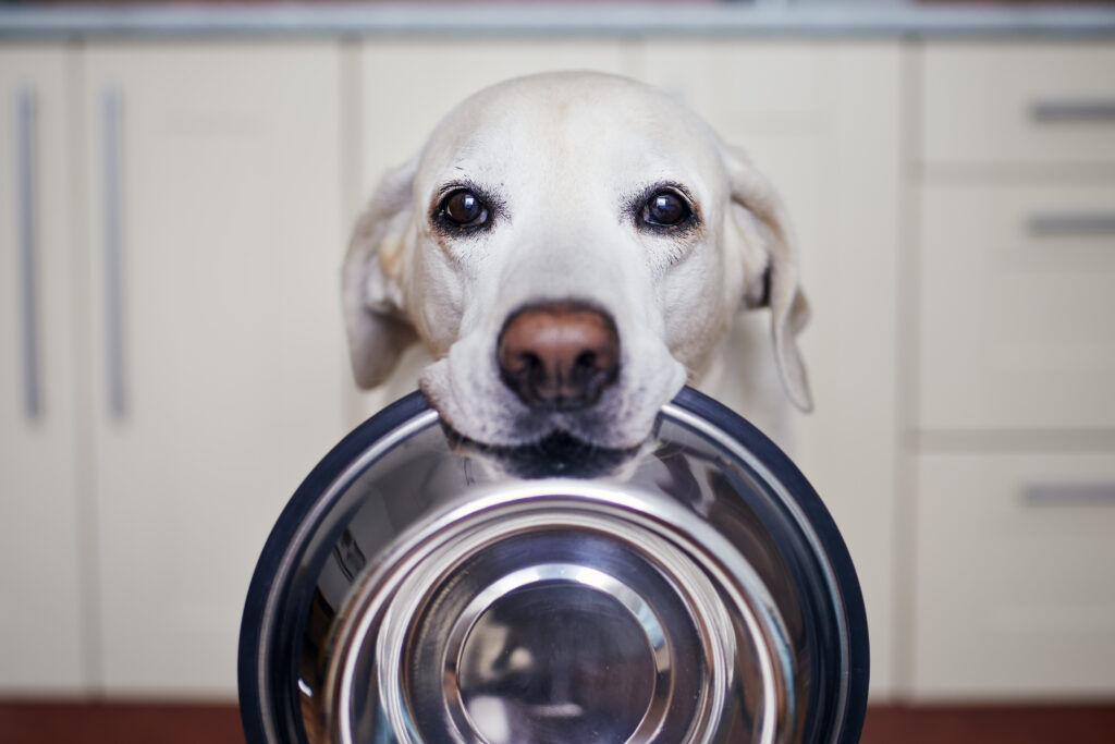 A Healthier Choice for Your Pup: The Benefits of Gourmet Pet Chef's Organic Chicken Kibble without By-Products or Artificial Preservatives