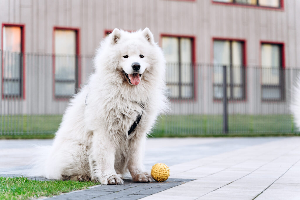 Chef-Prepared Fresh Dog Food: 5 Reasons Why It's Worth the Investment for Your Dog's Health and Happiness