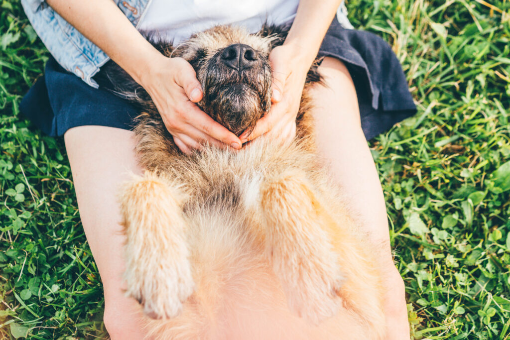 Why Gourmet Pet Chef's Prepared Chicken and Rice is the Best Food for Dogs with Arthritis