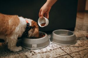 Thanksgiving Dog Health Benefits: How Gourmet Dog Food Keeps Your Pet Thriving This Holiday Season