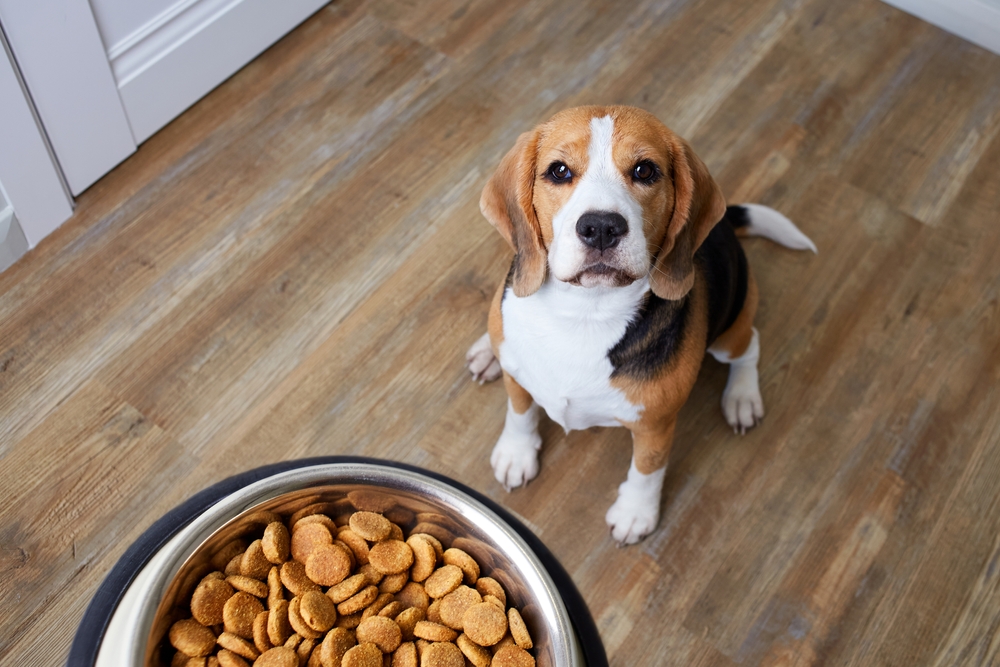 A happy Beagle ready to tackle his chicken kibble.