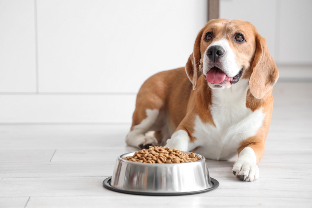 A dog eating his chicken kibble.