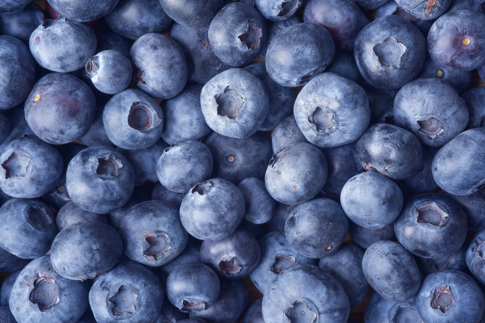 Superfoods for dogs - blueberries.