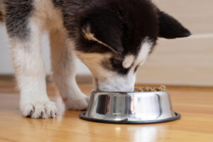 A Husky puppy eating healthy, quality food to prevent nutritional deficiencies.