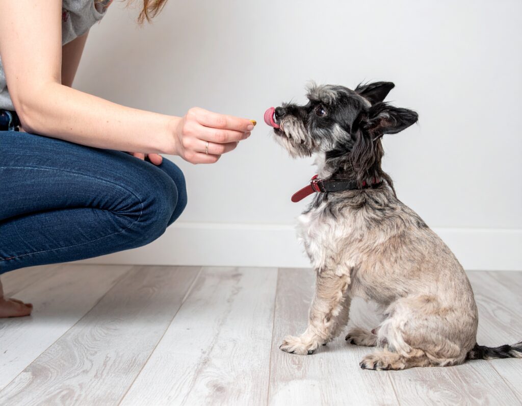 Understanding Dog Behavior and Safety Through Nutrition 1 a woman luring a small dog into a sit using a treat in her hand 779239