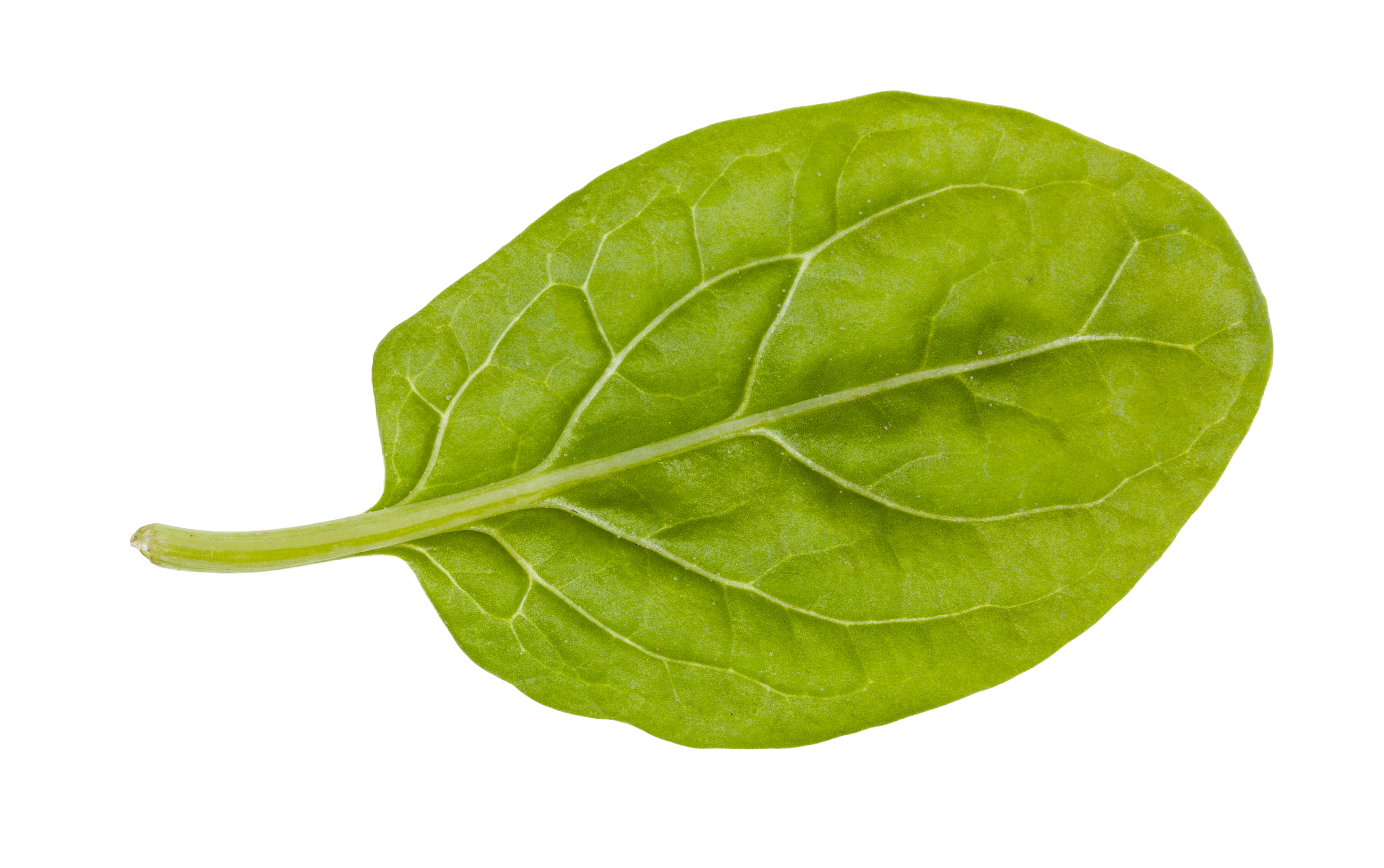 Discover The Kibble For You 2 spinach 2