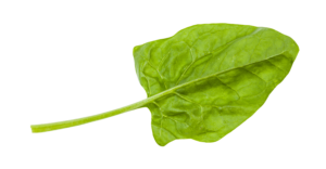 Discover The Kibble For You 11 spinach 3