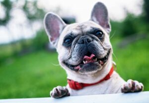 5 Reasons Premium Dog Kibble Transforms Your Pup's Health