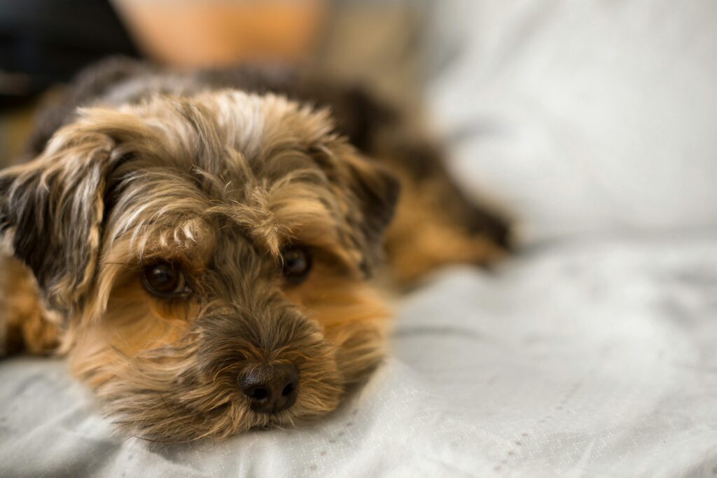 Dog Training Nutrition: 5 Essential Safety Tips for Training Success 1 Dog Training Nutrition: 5 Essential Safety Tips for Training Success
