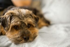 Dog Training Nutrition: 5 Essential Safety Tips for Training Success