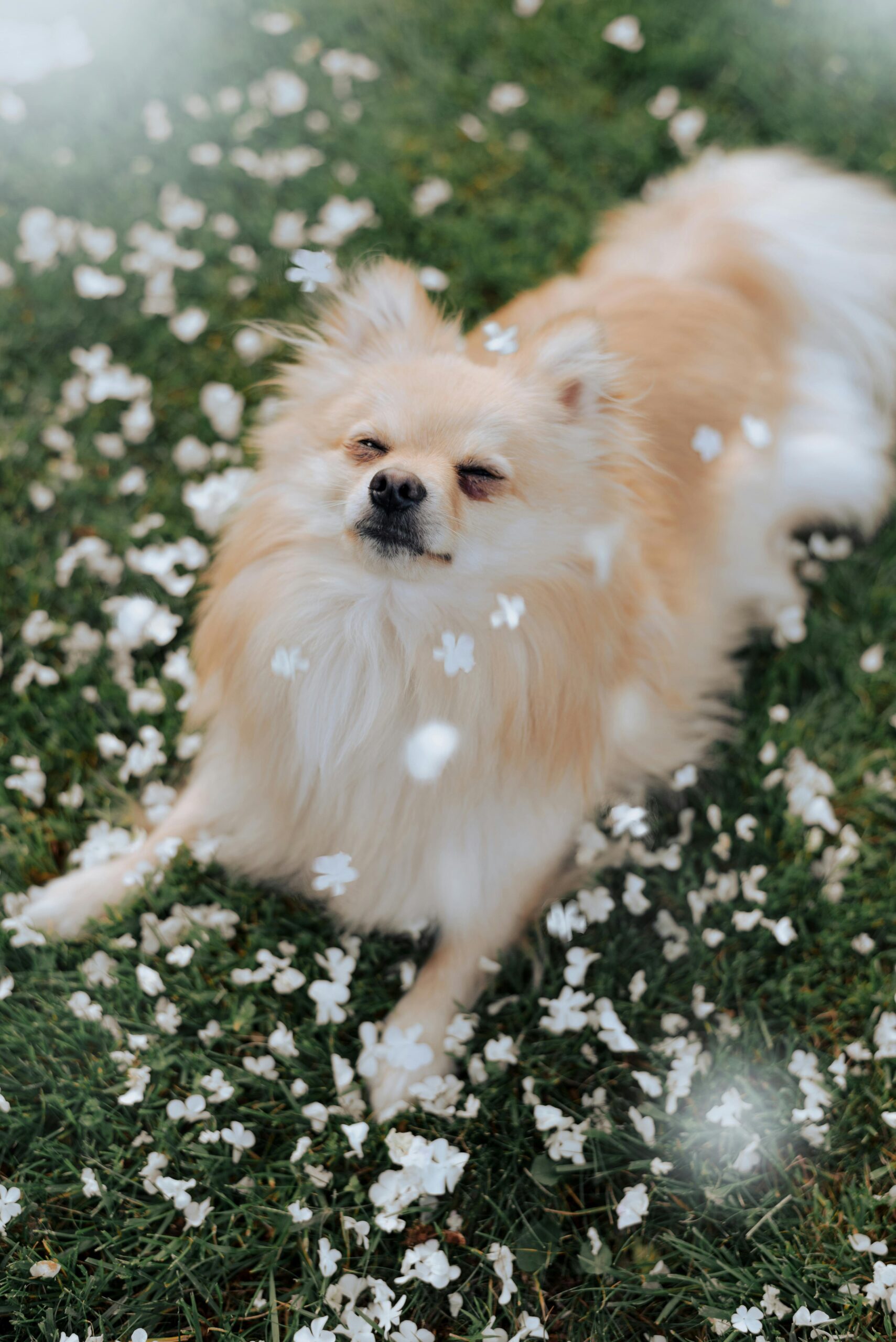 July 4th Dog Safety Tips: 8 Essential Ways to Keep Your Pet Safe During Independence Day 2 July 4th Dog Safety Tips: 8 Essential Ways to Keep Your Pet Safe During Independence Day