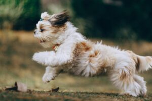 Fresh dog food benefits from chef prepared meals with natural ingredients