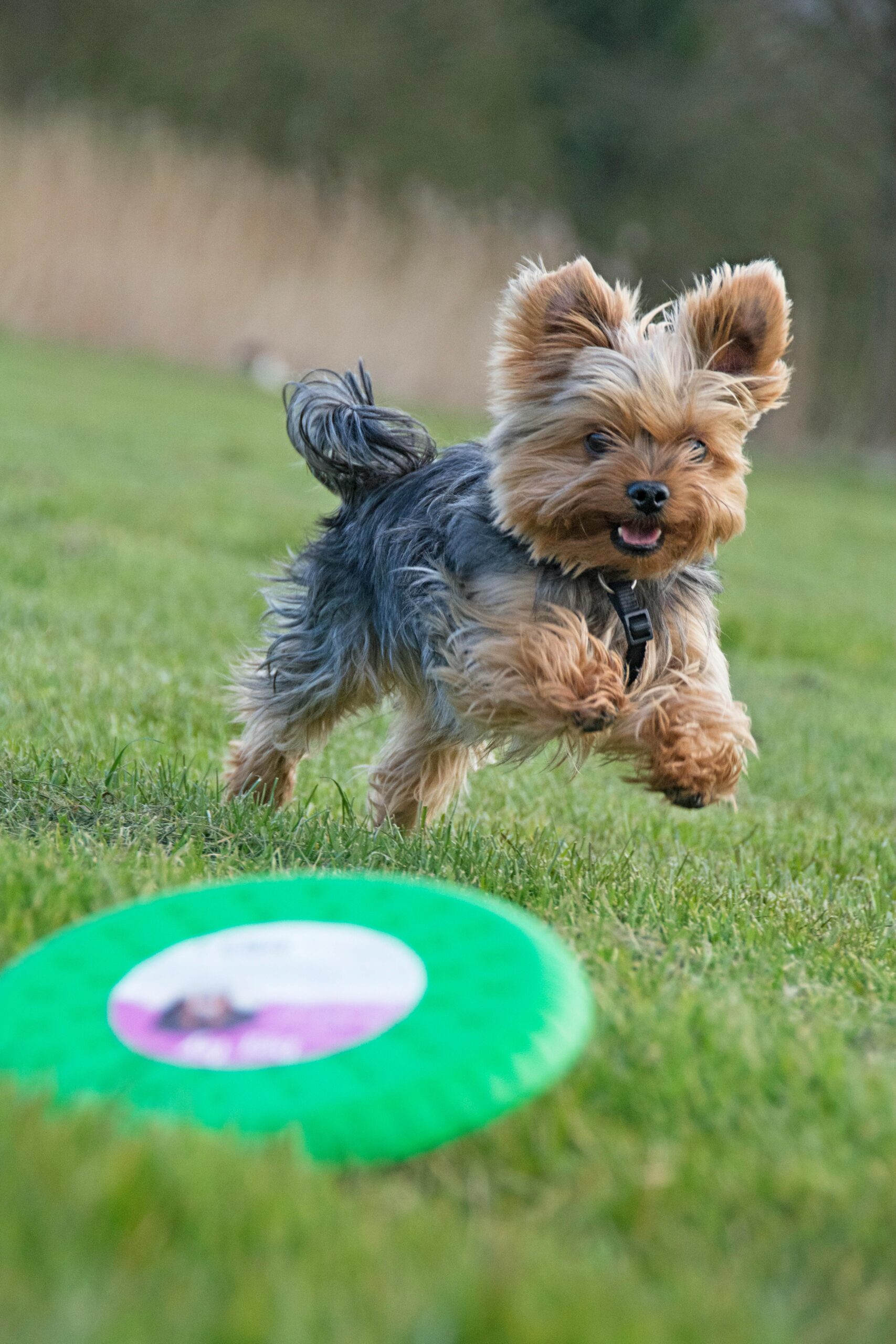 July 4th Dog Safety Tips: 8 Essential Ways to Keep Your Pet Safe During Independence Day 1 July 4th Dog Safety Tips: 8 Essential Ways to Keep Your Pet Safe During Independence Day
