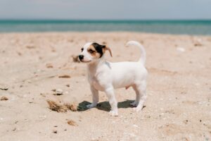 Premium dog food health benefits from quality ingredients and superfoods