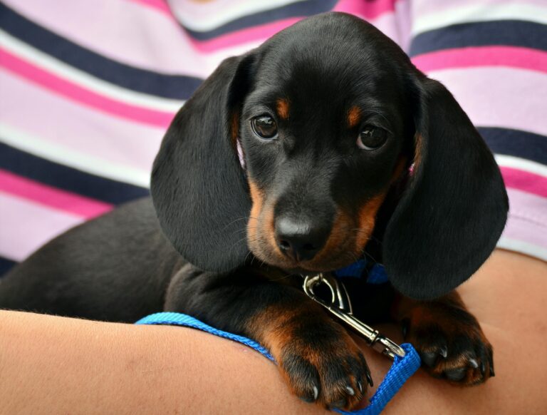 July 4th Dog Safety Tips: 8 Essential Ways to Keep Your Pet Safe During Independence Day 3 July 4th Dog Safety Tips: 8 Essential Ways to Keep Your Pet Safe During Independence Day