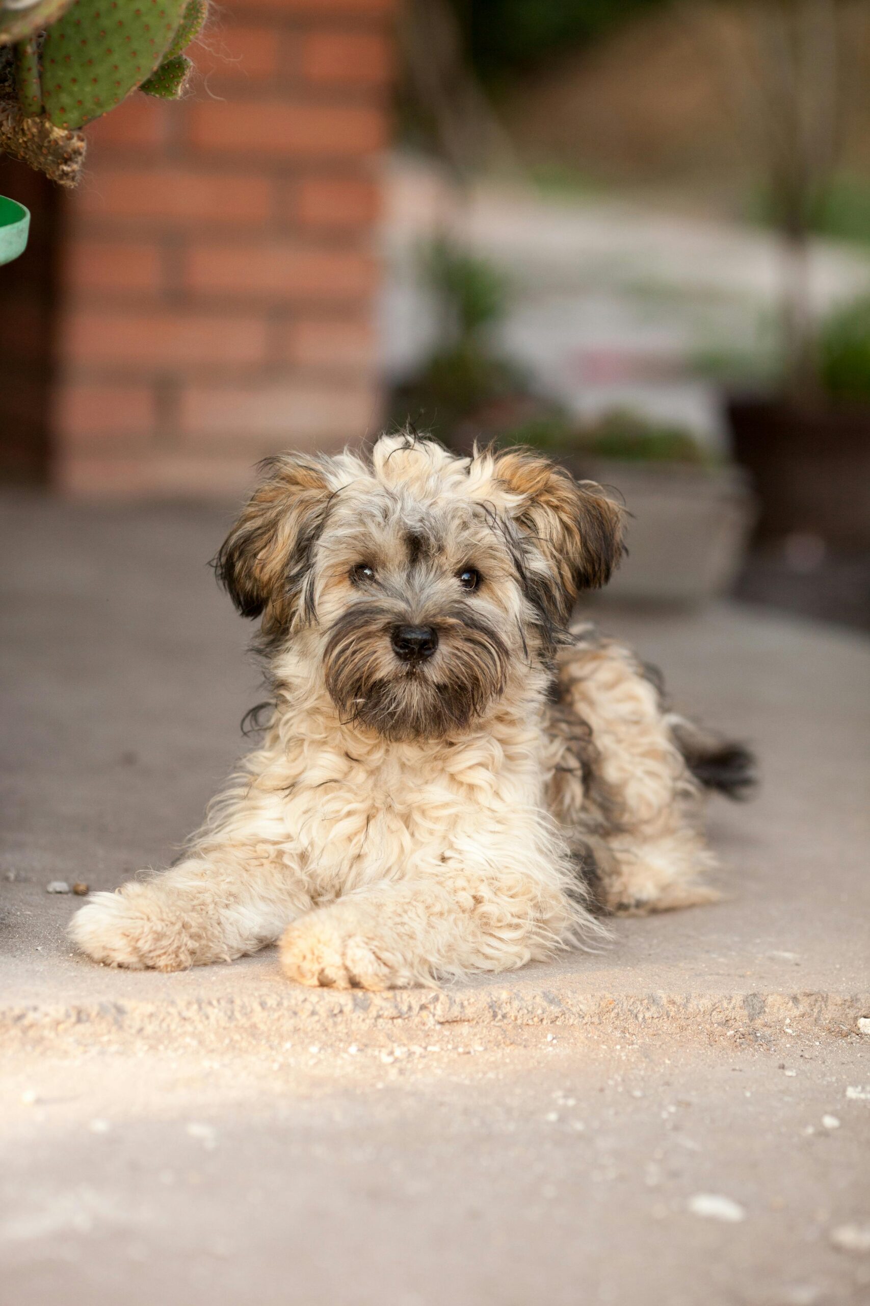 Customizable Dog Food: Personalized Nutrition for Dogs with Special Dietary Needs