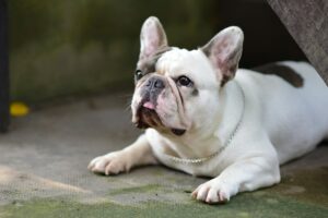 Customizable Dog Food: Personalized Nutrition for Dogs with Special Dietary Needs