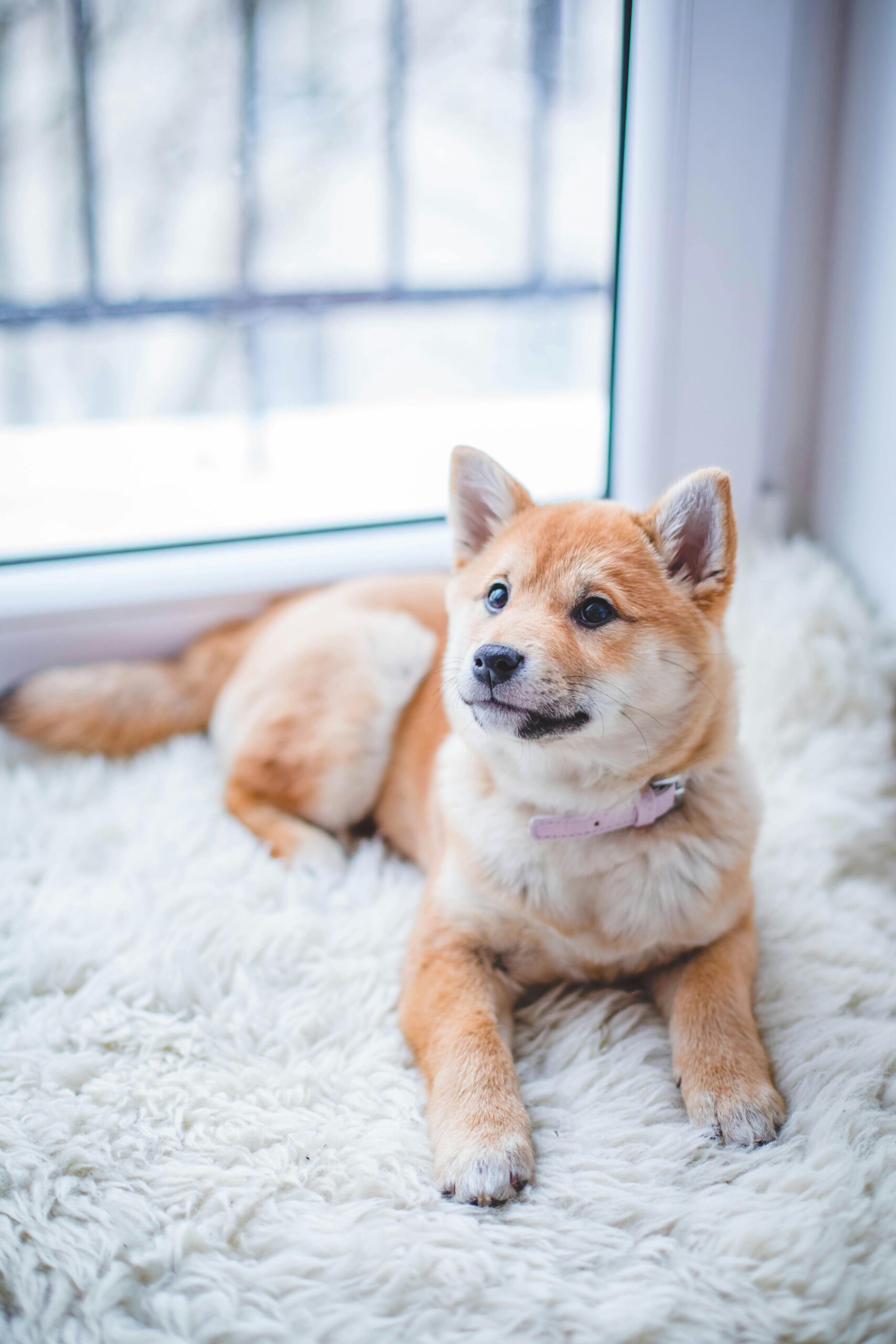Customizable Dog Food: Personalized Nutrition for Dogs with Special Dietary Needs