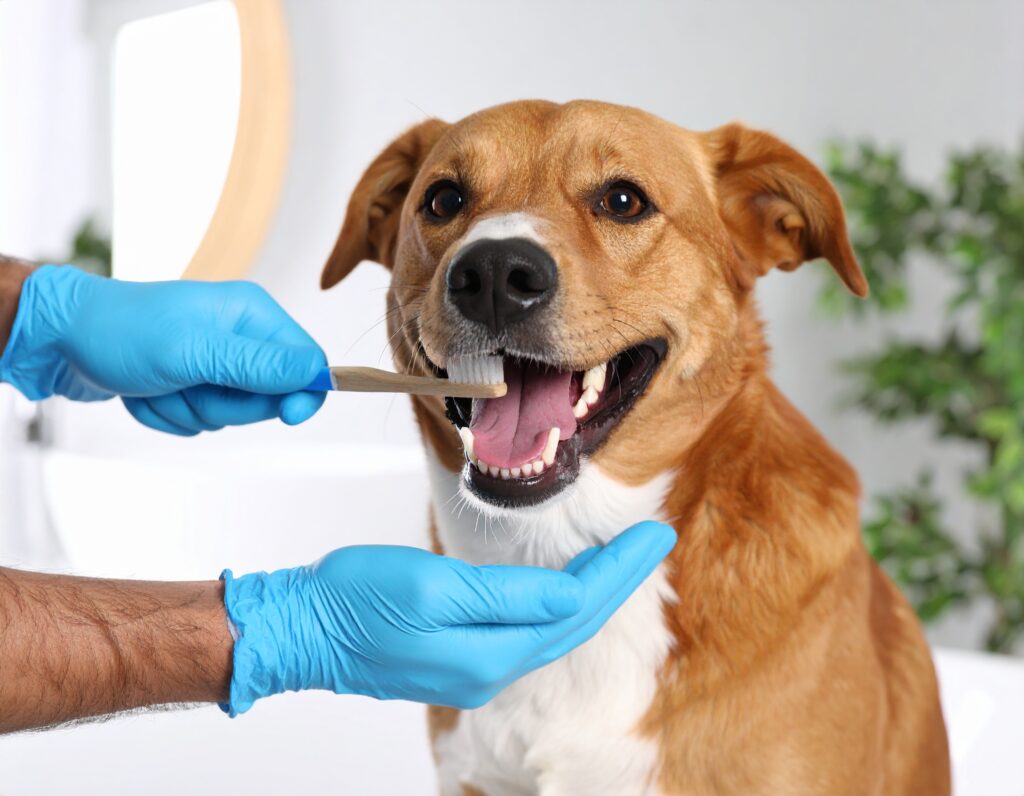 Dog with healthy teeth enjoying small bite kibble that helps prevent bad breath and dental problems