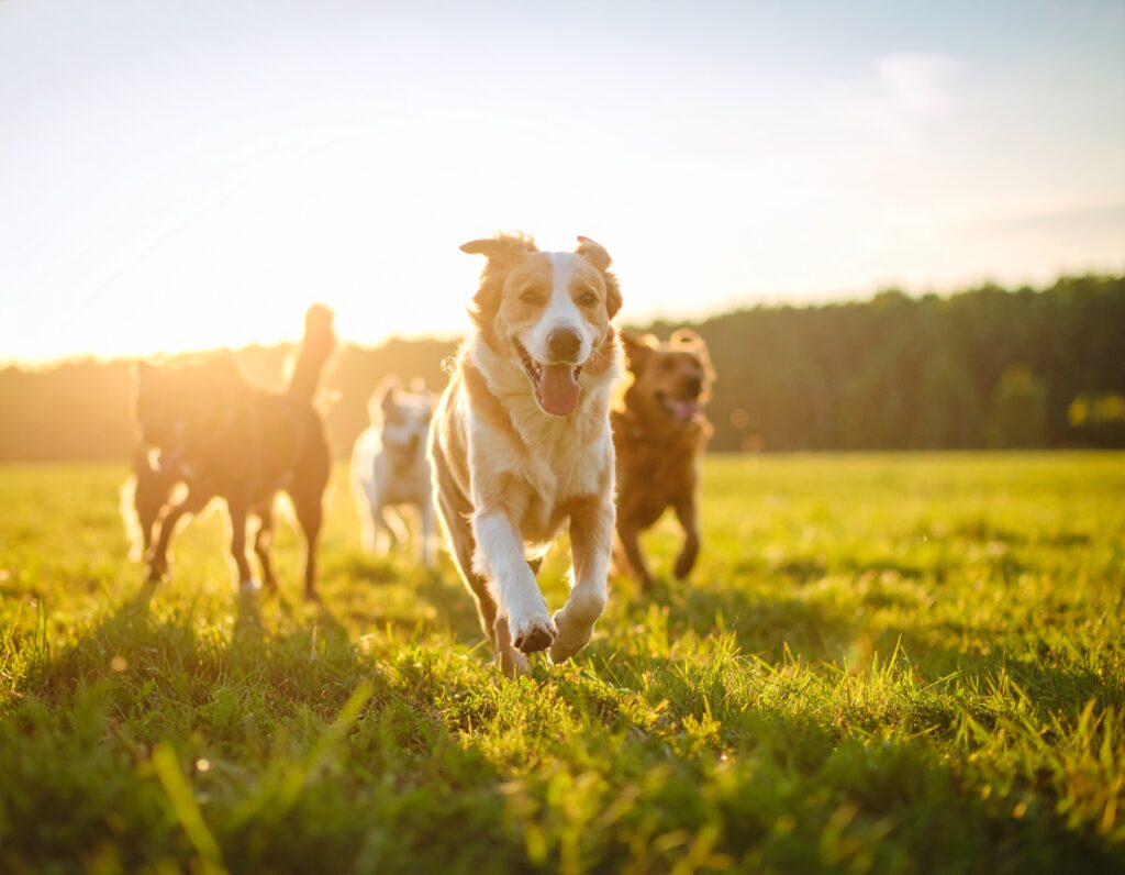 Healthy dog with strong bones supported by balanced nutrition and proper mineral ratios