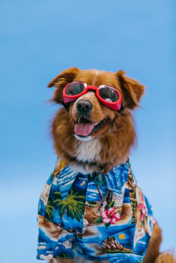 Summer dog treat recipe frozen popsicles made with Chef Prepared food