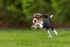 Regular activity is important for a dog’s digestive health - happy Beagle pup playing in the park.