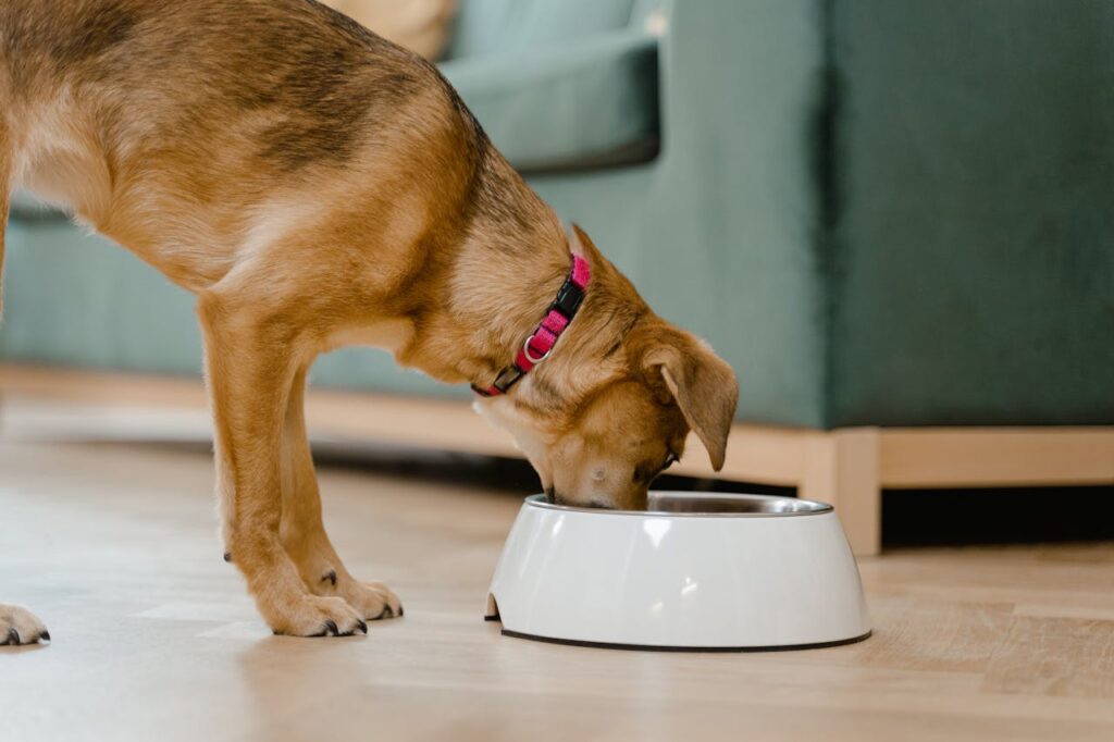 Healthy dog maintaining liver health through nutrition with liver-supporting ingredients
