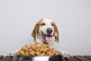 A beagle excited for dinner, highlighting the value of checking dog food labels for healthy choices.