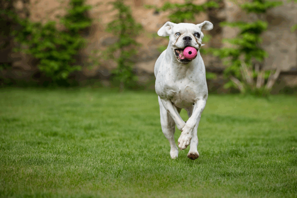 A boxer dog running in the park.