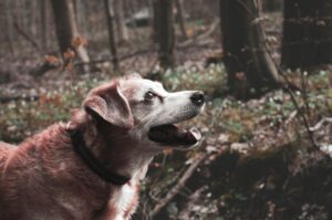 Senior dog maintaining strong muscles through high-protein nutrition and exercise