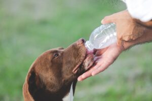 Dog hydration shown as a dog drinks from a water bottle.