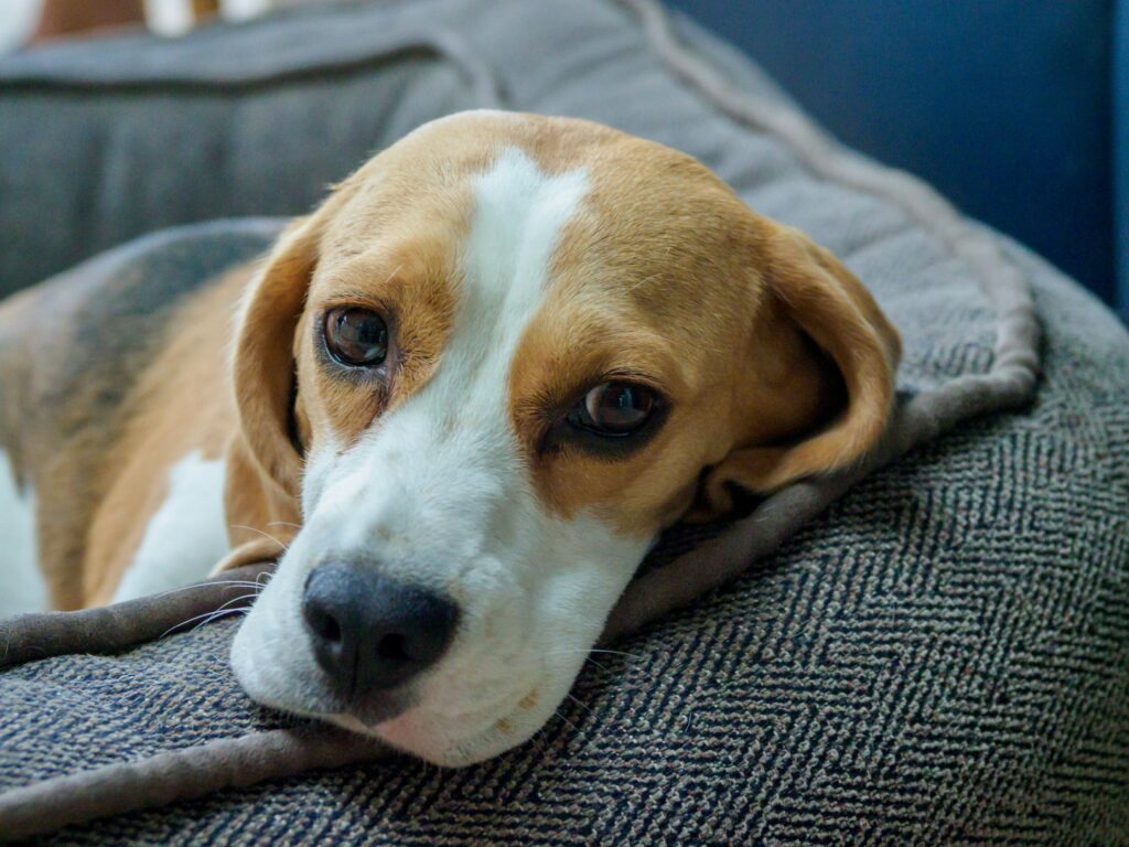 Beagle resting on couch showing signs of low energy and reduced appetite