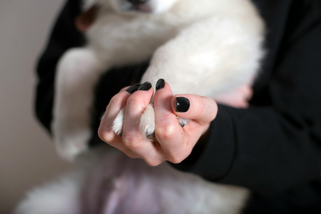 Dog with strong, healthy nails supported by proper nutrition