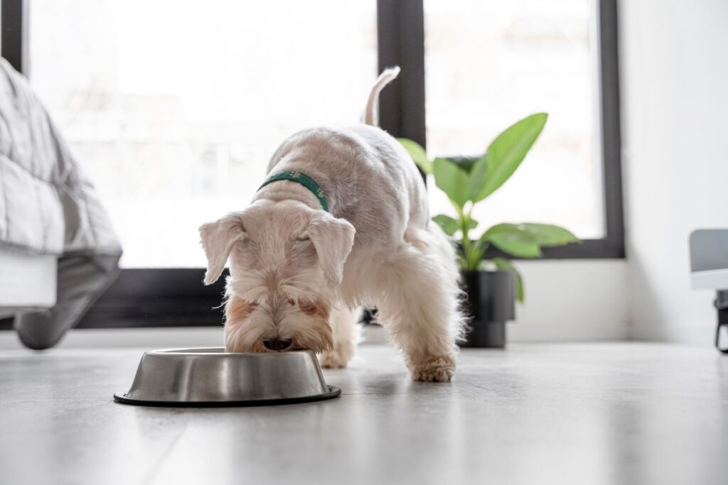 A puppy eating food containing the best fiber sources for dogs.