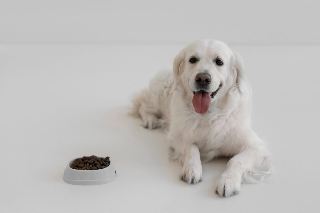 A happy dog next to a food bowl.