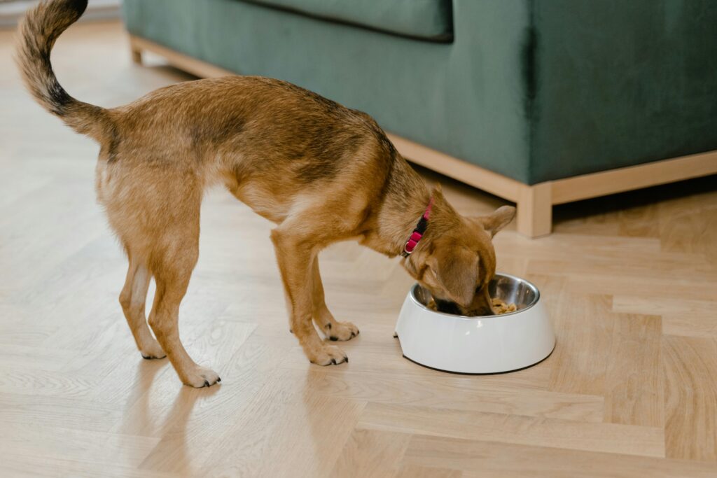 dog eating from a bowl as part of a diet for food allergies