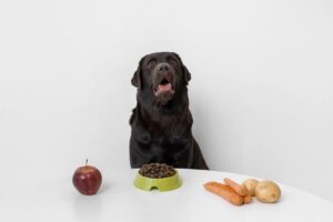 A dog in front of the food containing the best fiber sources for dogs.