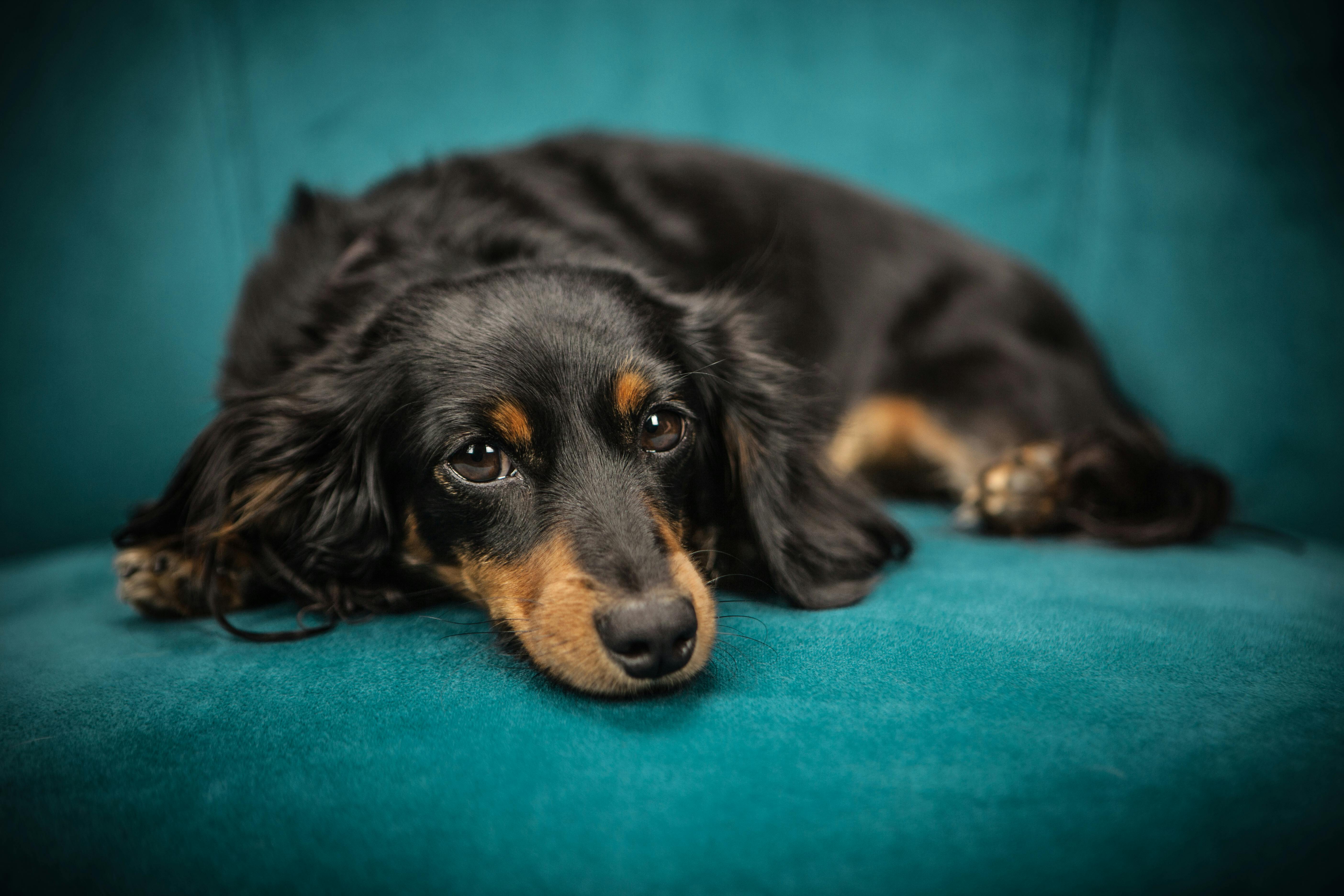 dog resting on teal couch showing signs of seasonal allergies