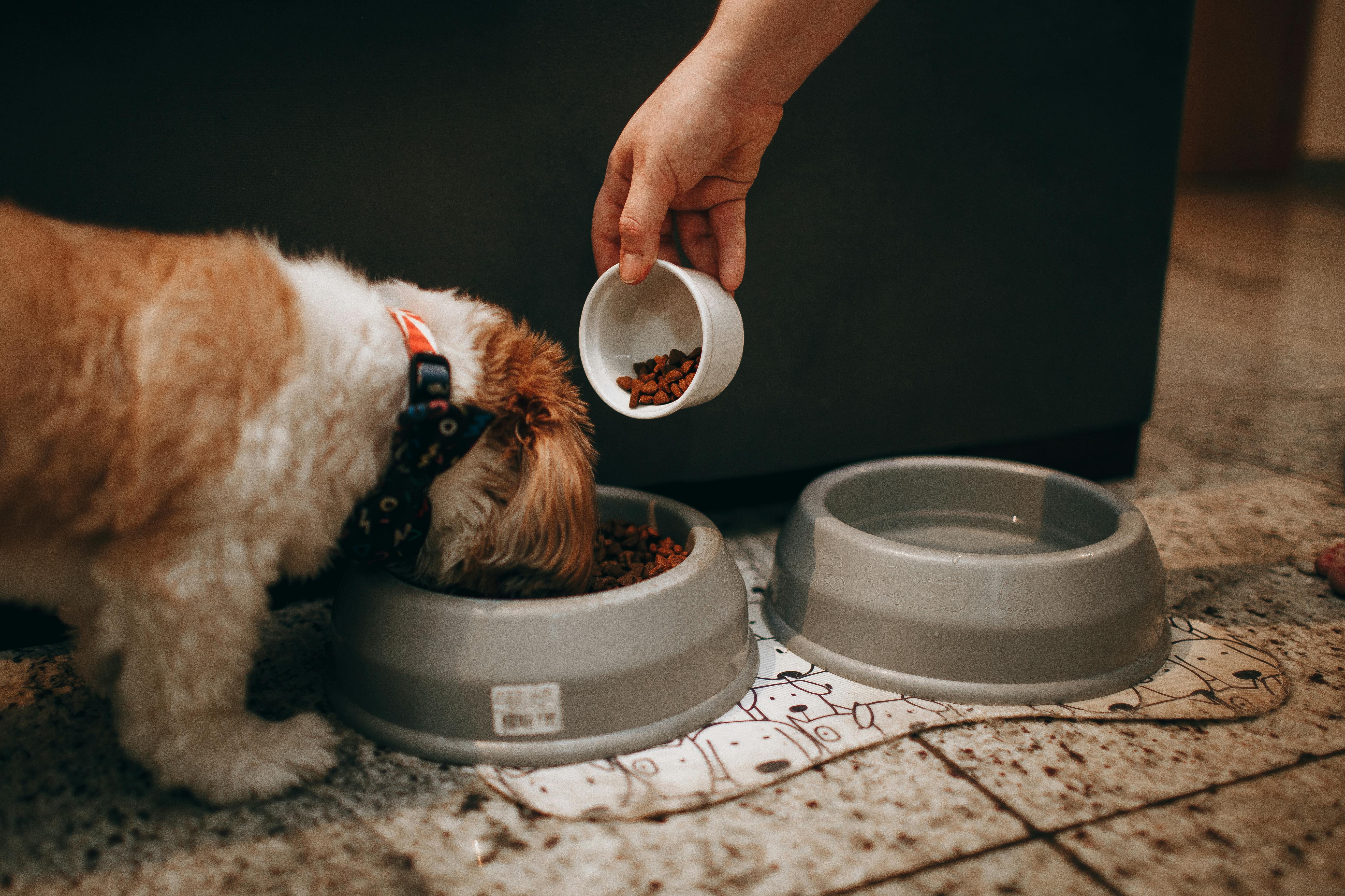 dog constipation support with fiber-rich kibble and proper hydration