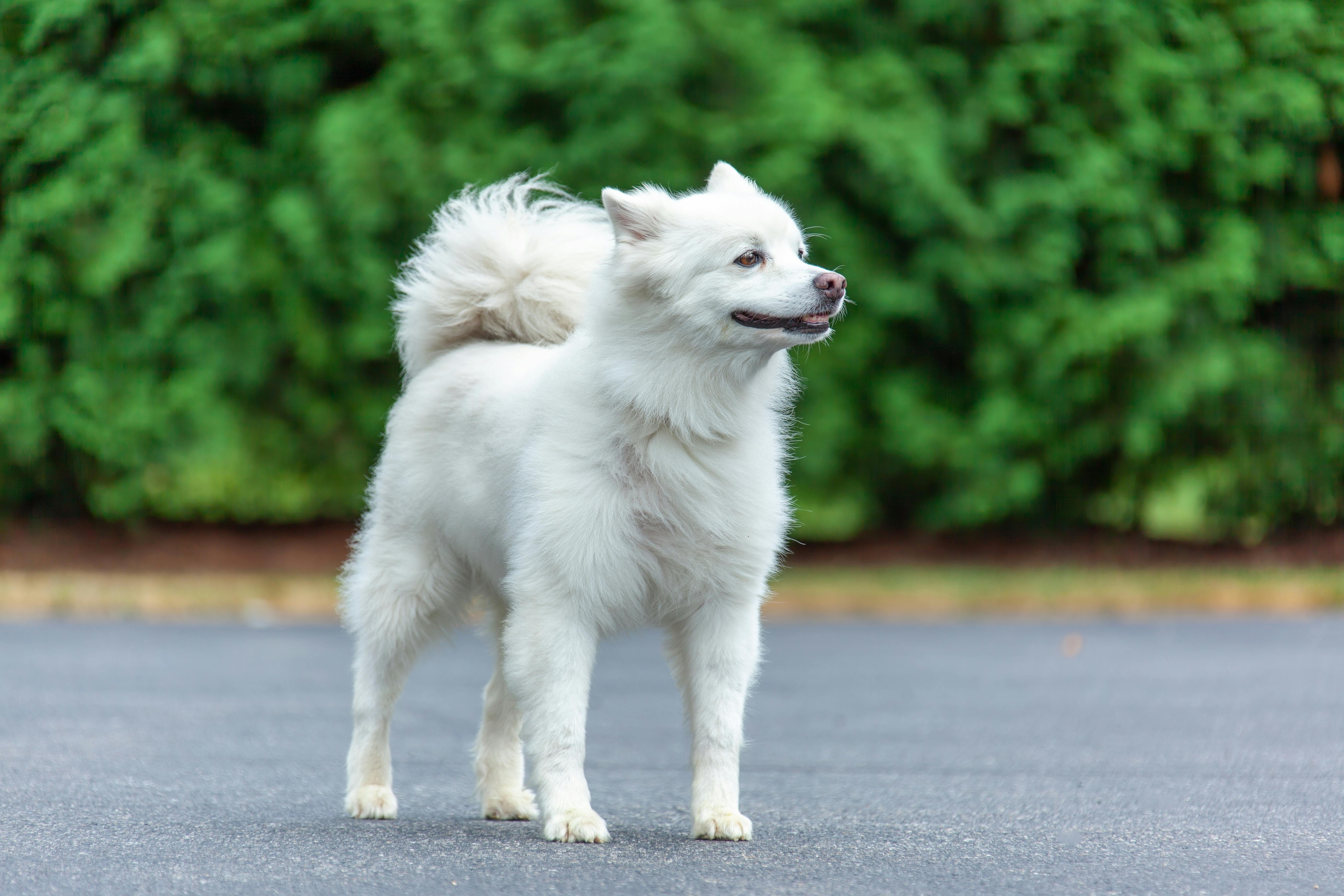 white dog with fluffy coat showing healthy skin and fur condition