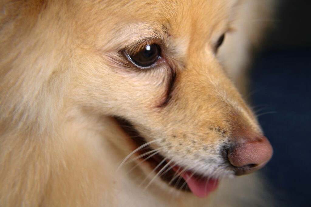 Tear stains in dogs shown as dark staining around the eyes of a light-colored dog