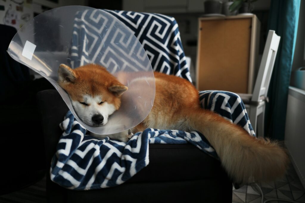 dog wearing recovery cone resting after surgery while receiving recovery-focused nutrition support
