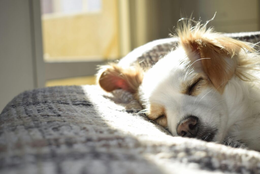 Dog anxiety and stress support: small dog resting calmly in sunlight at home