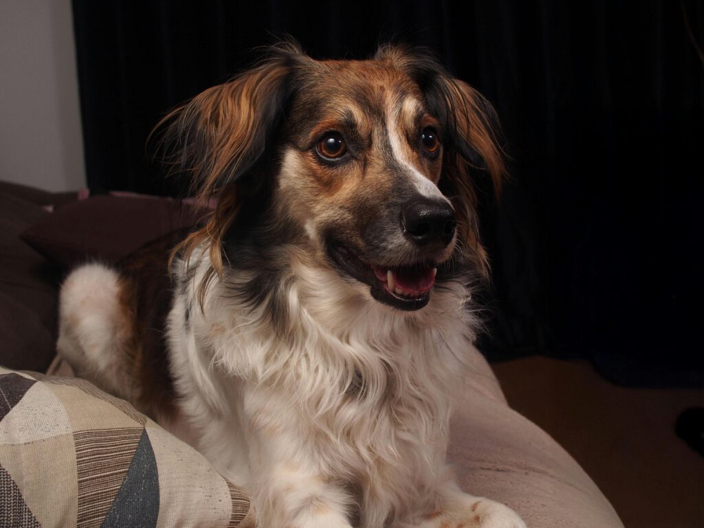 dog with bad dog breath supported by diet and oral health nutrition