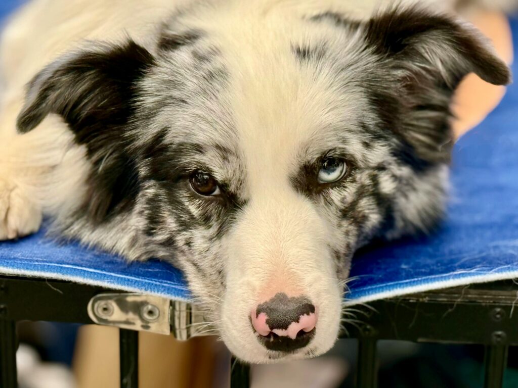 Fair-skinned dog with a pink nose resting indoors, illustrating sun sensitivity in dogs